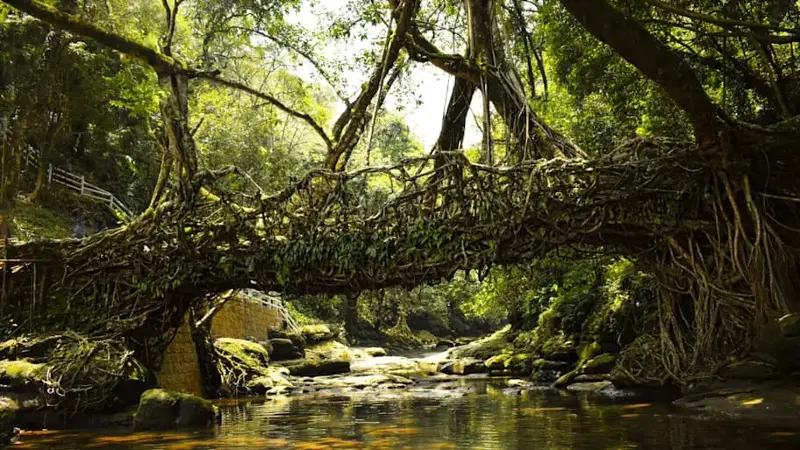 Living root bridges in Meghalaya, India
