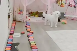 Dog is home alone and misses owner – what she does next is shocking: "Alexa, call Mama!"