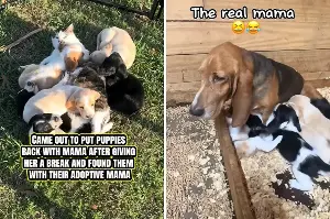 Basset Hound Takes Break From Puppies, Shock Over Who Owner Find Them With