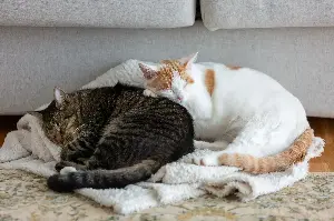 Cat Has Brother Who ‘Hates To Be Touched’ but One Paw Always Finds a Way