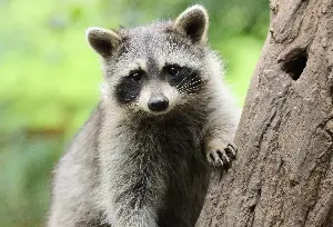 Animal expert weighs in on Jimothy, the short-spined raccoon in Seattle