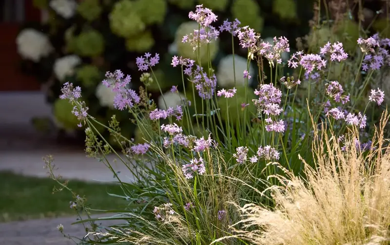 Heady scents such as society garlic infuse the surrounding air - Alister Thorpe