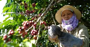 Transforming Vietnamese Robusta coffee beans from being sold by the ton to being sold by the cup.