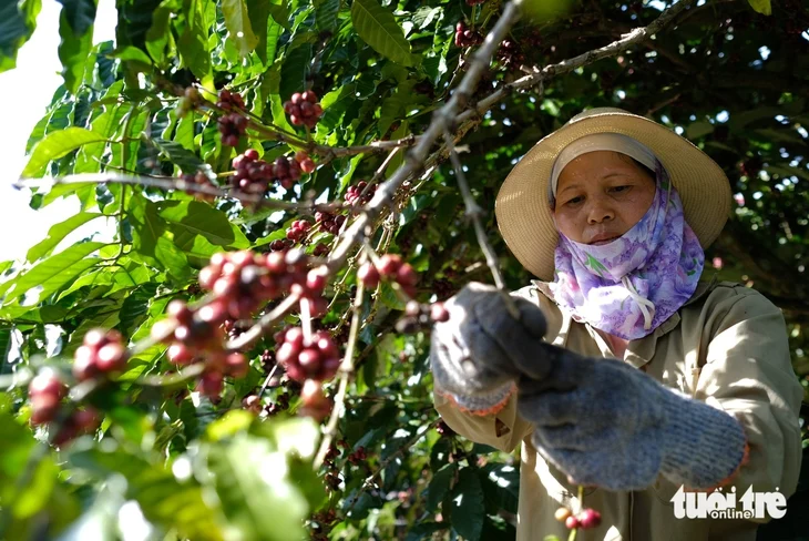 Transforming Vietnamese Robusta beans from being sold 'by the ton' to 'by the cup' - Photo 2.