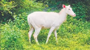 Albino nilgai sighted in JNU wilderness
