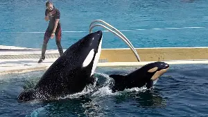 ‘Devastating’: Orca whales rescued from performing in France destined for Spanish zoo