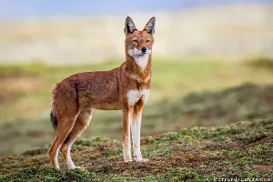 This rare wild dog species lives in the highest altitudes of Africa.