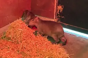 Capybara on the run after breaking free from Hampshire zoo enclosure