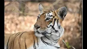 Excerpt: Maya; The Biography of a Tiger by Anant Sonawane