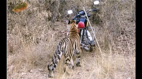P2 inspecting the forest guard’s motorcycle. (Photo courtesy Himanshu Bagde)