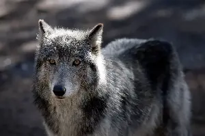 The gray wolf's improbable California comeback continues as population hits modern record number