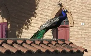 Italian village overrun by rampaging peacocks