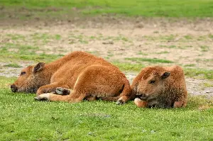 2 American bison calves born at Washington wildlife park
