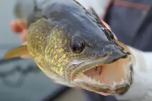 Fish with glowing eyes can vanish in NC lake for months. State seeks answers.