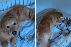 Golden retriever's wake-up call ends in hilarious sleepy fail: "Nice way to wake up!"