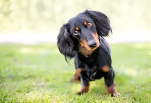 Dachshund Left Alone for ‘2 Seconds’—Owner Not Ready for What Happens Next