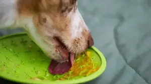 6 Easy Recipes To Keep Your Pets Cool This Summer