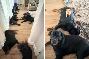 Internet Obsessed With Chihuahua Living With 9 Rottweilers: ‘The Captain’