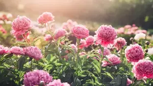 Want to guarantee beautiful peonies blooms this year? The trick is to choose the right fertilizer