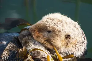 Sea otters rely on dense fur for warmth