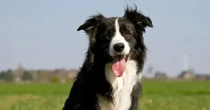 For almost 15 years, a retired psychology professor worked with his Border Collie Chaser for four to five hours a day — and by the time he stopped adding new toys because his house had run out of room, Chaser could correctly identify 1,022 different toys by their individual names