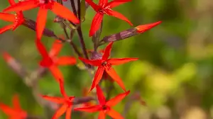 This Native Wildflower Is Sought After by Hummingbirds – Plant It Now for a Low-Maintenance Summer Perennial