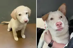 Owners decide to adopt rescue puppy they think is a labrador—Then she grows
