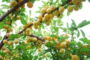 The capital of forest apricot blossoms in the northern mountainous region and its journey towards commercialization.