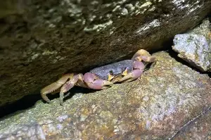 Temporary suspension of rock crab harvesting in Cu Lao Cham.