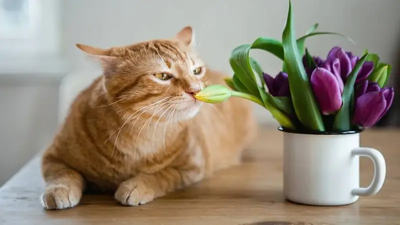 Orange cat smelling flowers