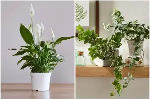 7 types of plants that absorb moisture well, suitable for placing in the bathroom.