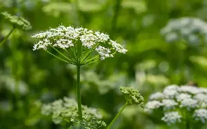 Botany’s genteel image is far from the reality of this intrepid pursuit