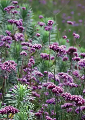"My Hydrangeas Look Awful After a Hot Summer" — This Is the Low-Maintenance, Drought-Tolerant Flower You Should Have Planted Up Instead