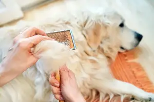 Want a Golden Retriever Without the Shedding—Try These Breeds
