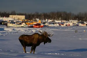Anchorage bans feeding of wild animals, with $250 fine for first offense