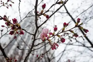 Japan’s first cherry blossom of 2026 confirmed in Kofu, Gifu, Kochi