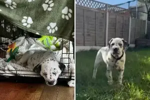 Dalmatian and Staffy Have Surprise Puppies—Owner Reveals What Happened Next