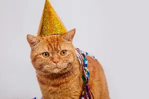 Internet Obsessed With How Orange Cat Gets To Celebrate 20th Birthday