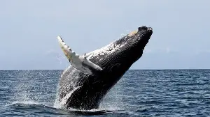 Humpback Whale 'Timmy' Released in North Sea