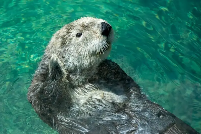 Researchers comparing genetic samples from California and other states found California nutria form a distinct cluster most closely related to central Oregon populations. Historical specimens shared one maternal marker with modern animals, but cannot show whether the population persisted or was reintroduced.