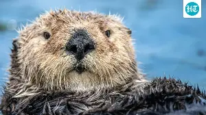 California's nutria invasion origins