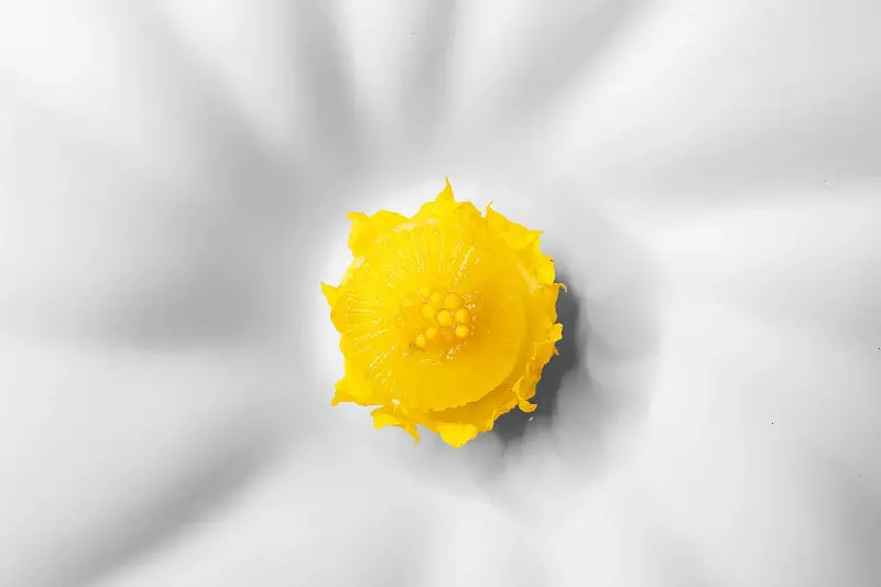 Triny 2.0 features the citrus fruit with labneh and jameed.