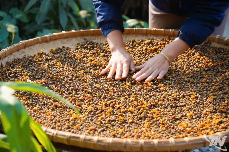 The fresh, plump tea flower buds are dried in a well-ventilated place with gentle sunlight.
