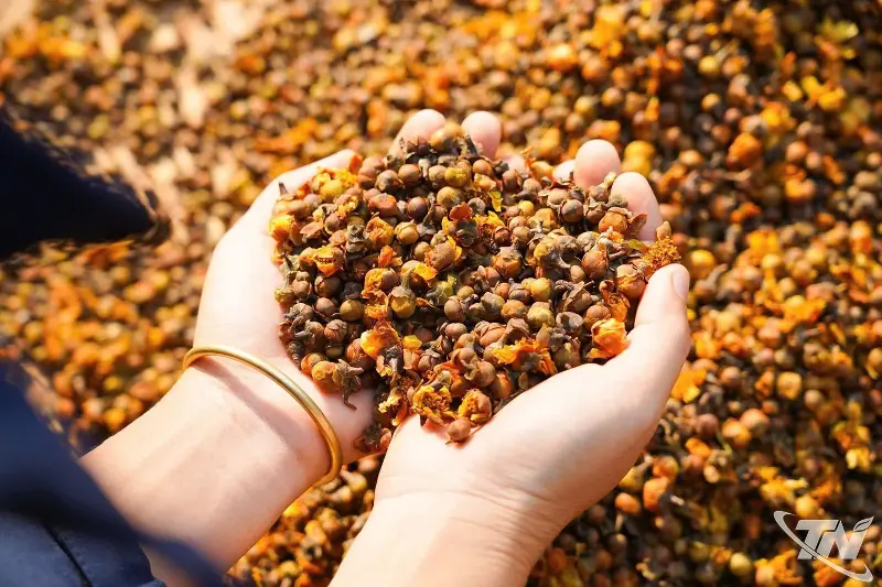 The tea flower buds (an ancient variety from the midland region) are a vibrant yellow under the sun.