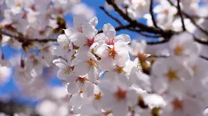 Cherry blossoms are in full bloom at Mount Fuji.