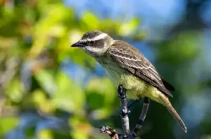 Tropical bird never before seen in Colorado spotted on Eastern Plains