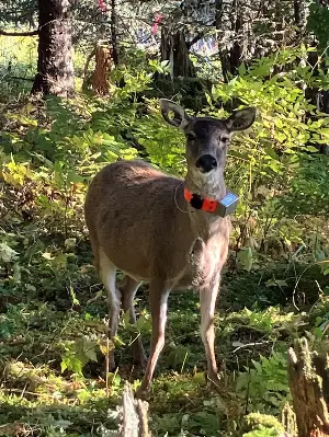 Despite extremely low survival rate, state will move more deer to Kenai Peninsula this fall