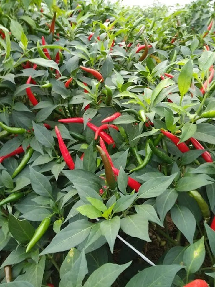 Medicinal uses of chili leaves - Photo 1.