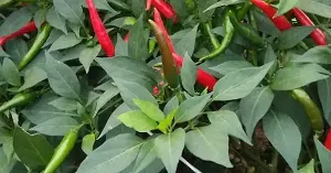 What medicinal uses do chili leaves have?
