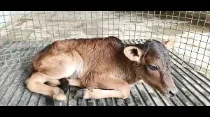 NDRI Karnal unlocks IVF future for Uttarakhand’s elite Badri cattle